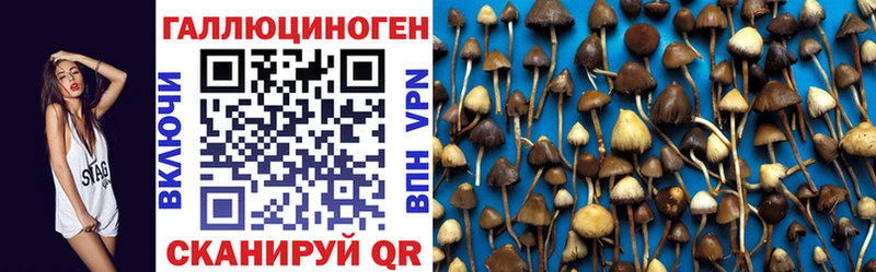 OMG зеркало  хочу наркоту  Змеиногорск  Галлюциногенные грибы Psilocybine cubensis 